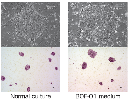 Fig.1 Phase images of colonies and alkaline phosphatase staining of human iPS cells (201B7 strain) before and after culture by Xyltech BOF-01.