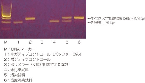 VenorGeM OneStep Mycoplasma Detection Kit for Endpoint PCR