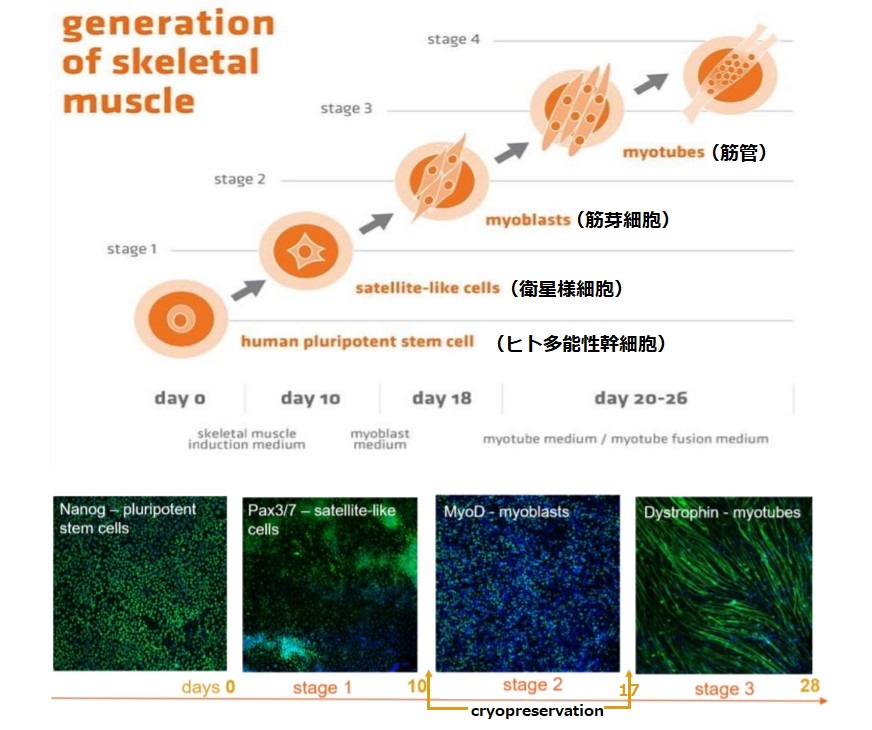 Skeletal Muscle Differentiation Kitを用いたヒトES/iPS細胞から筋管への分化スケジュール