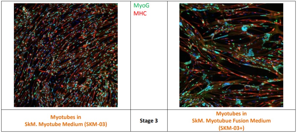 Stage ⅢにおけるMyotube mediumとMyotube fusion mediumの比較（2）