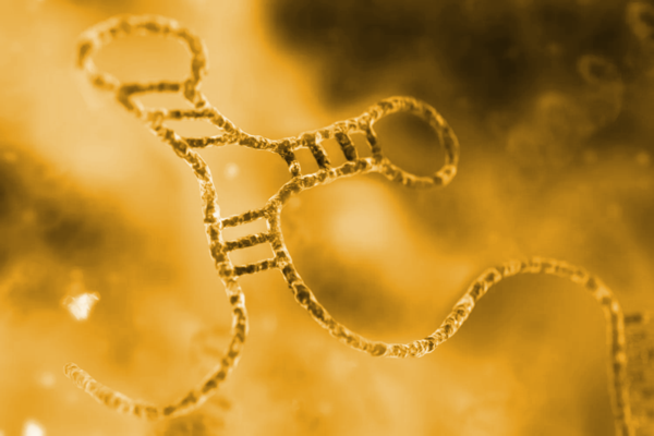 RNA-seqイメージ