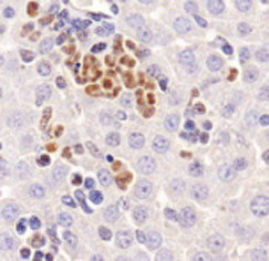 マウス肝臓の抗LC3A / LC3B抗体（#NBP1-19167）による組織染色像