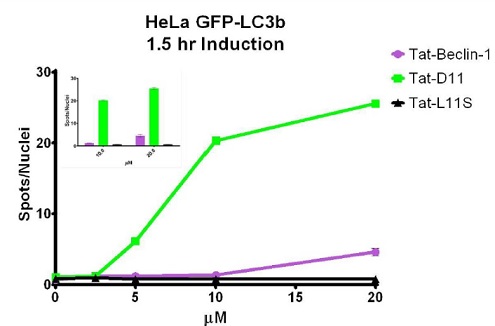 Hela細胞におけるTat-D11量依存的なGFP-LC3bの誘導