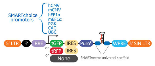 7種のプロモーターから選択できるレンチウイルスベースのshRNAベクター SMARTvector Lentiviral shRNA