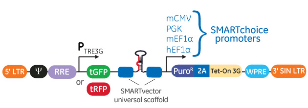 プロモーターが選択できるレンチウイルスベースの発現誘導型shRNAベクター  SMARTvector Inducible Lentiviral shRNA