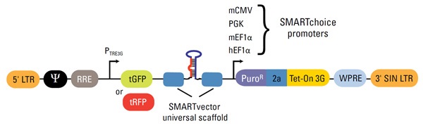 shMIMIC誘導性マイクロRNAレンチウイルスバックボーンの要素