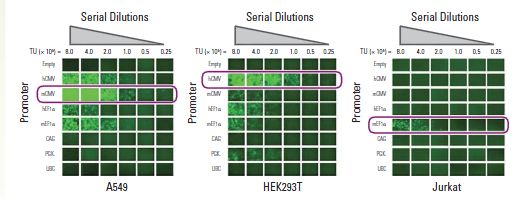 SMARTchoice Lentiviral shRNA Promotor Selection Plateの使用例