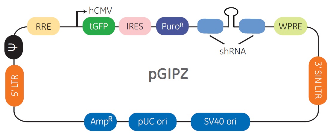pGIPZベクターの構造