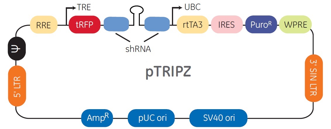 pTRIPZベクターの構造