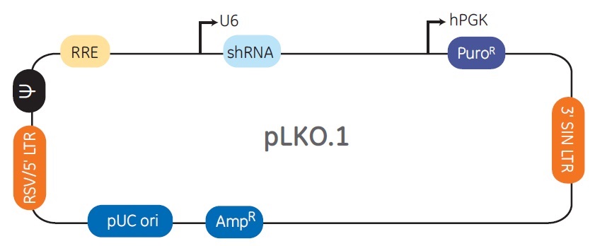pLKO.1ベクターの構造