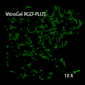 3D view of OP9 cells growth in VitroGel 3D-RGD