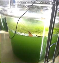微細藻類の大量培養