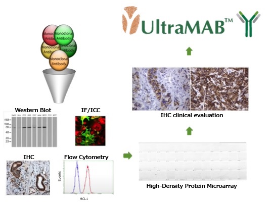UltraMAB抗体の作製方法イメージ