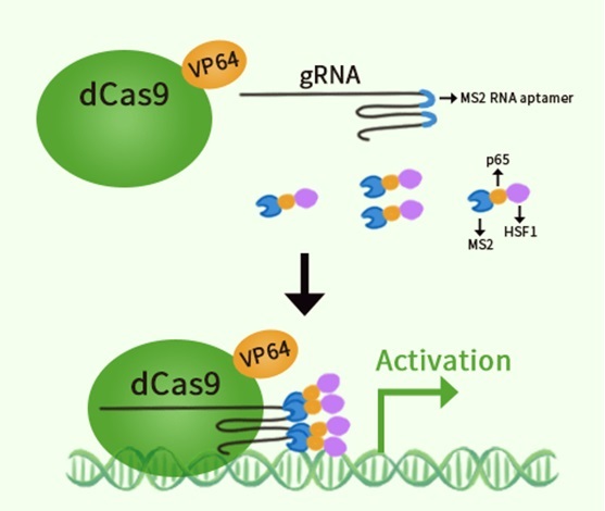 CRISPRa SAM - CRISPR/Cas9活性化システムの概念図