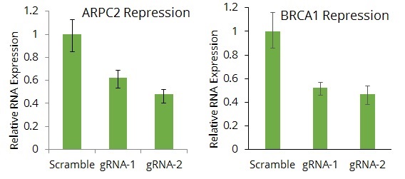 図7. 実験例3：dCas9-KRAB-MeCP2による遺伝子発現の抑制