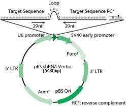 HuSH shRNA Vector（Retro Vector）