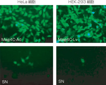 Mag4C-Ad Kitで濃縮したアデノウイルスをHeLa細胞に、Mag4C-Lv Kitで濃縮したレンチウイルスをHEK-293細胞に、それぞれ導入した。