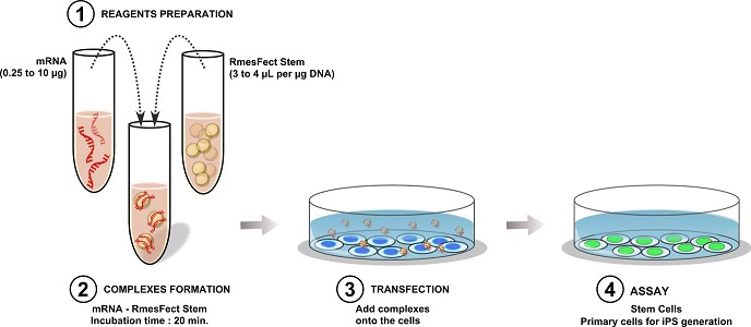 多能性幹細胞に特化したmRNAトランスフェクション試薬 RmesFect Stem