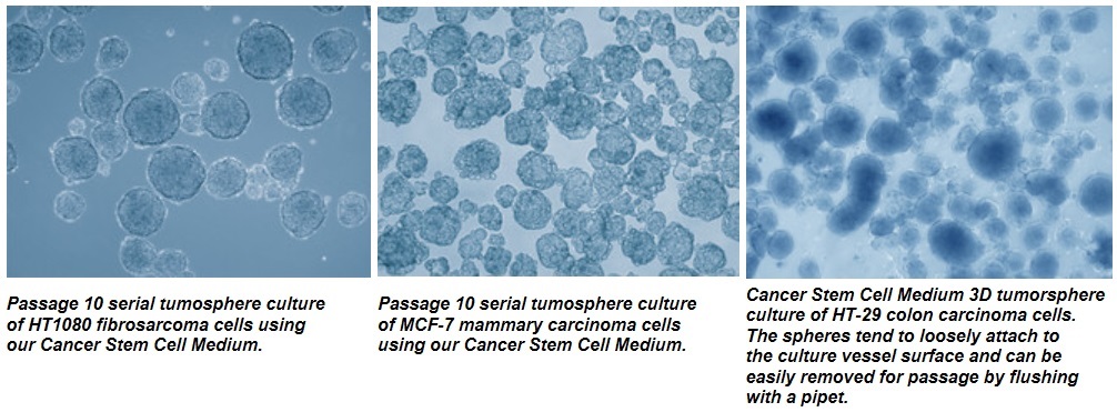 Cancer Stem Cell Medium使用細胞