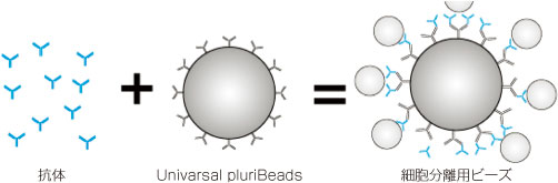 お手持ちの細胞表面抗原に対する抗体で目的細胞を分離できるキット Universal pluriBeads Kit