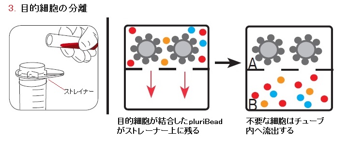 目的細胞を短時間で簡単に分離できるビーズ pluriBead Kit