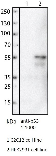 抗ヒトp53マウス抗体を用いたウエスタンブロッティング