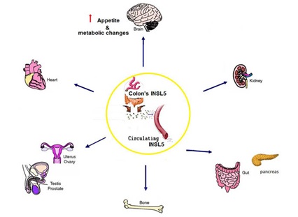 結腸産生循環型INSL 5の活動