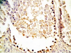 抗INSL5, Prepro-C-peptide（49-106）抗体を用いた免疫染色像2