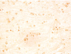 抗INSL5, Prepro-C-peptide（49-106）抗体を用いた免疫染色像3