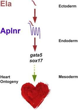 初期心臓血管系の発達に重要な新ホルモン