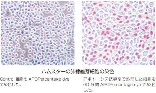 APOPercentage Apoptosis Assay Kitハムスター肺繊維芽細胞の染色