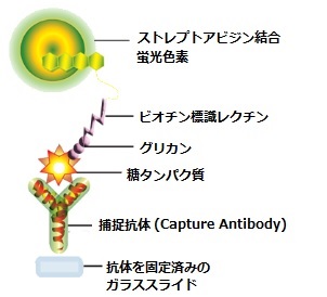 Glycosylation Antibody Array測定原理