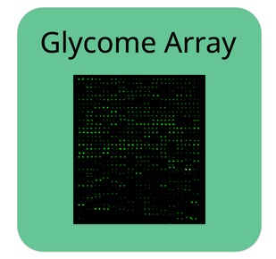 Glycosylation Antibody Array検出イメージ