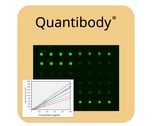 Antibody Array Quantibody-Series