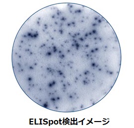ELISpot検出イメージ