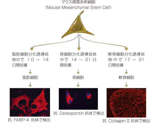 BMSC / MSCの分化能を評価するキット Mesenchymal Stem Cell Functional Identification Kit 