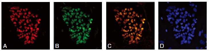 多能性幹細胞を免疫染色するキット Human Pluripotent Stem Cell 3-Color Immunocytochemistry Kit