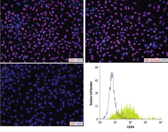 ヒト多能性幹細胞を胚葉へ分化させるキット StemXVivo Endoderm / Mesoderm / Ectoderm Kit