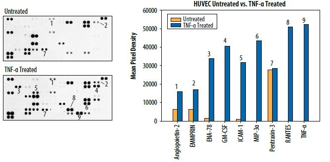 Proteome Profiler Human XL Cytokine Array Kitによる各種サイトカインの発現量の比較