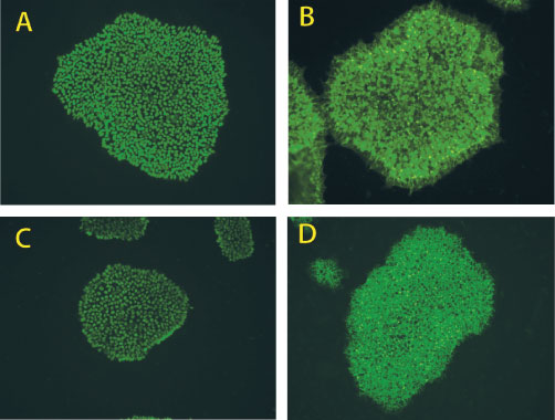 ヒトiPS細胞／ES細胞用増殖培地 PSGro hESC / iPSC Mediumで培養したヒトiPS細胞の蛍光染色像