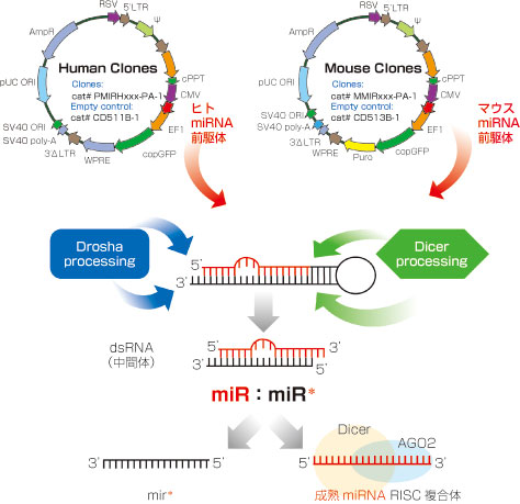 Lentivector-Based MicroRNA Precursor Construct作用機序