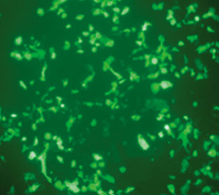 マウス用ベクターを用いた発現細胞の蛍光画像