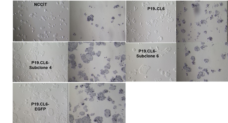 iPS細胞のアルカリホスファターゼ染色