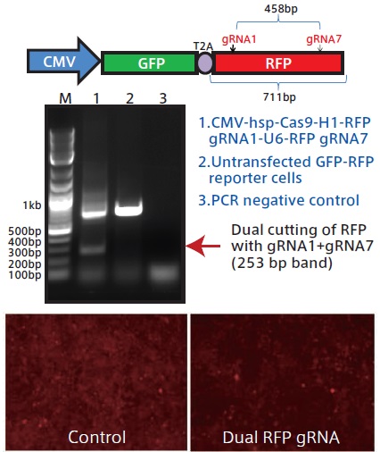 複数のguide RNAを同時発現させるベクターの構築キット PrecisionX Multiplex gRNA Cloning Kitの使用例