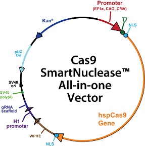 ゲノム編集ツール「CRISPR-Cas9システム」発現プラスミドのベクターマップ