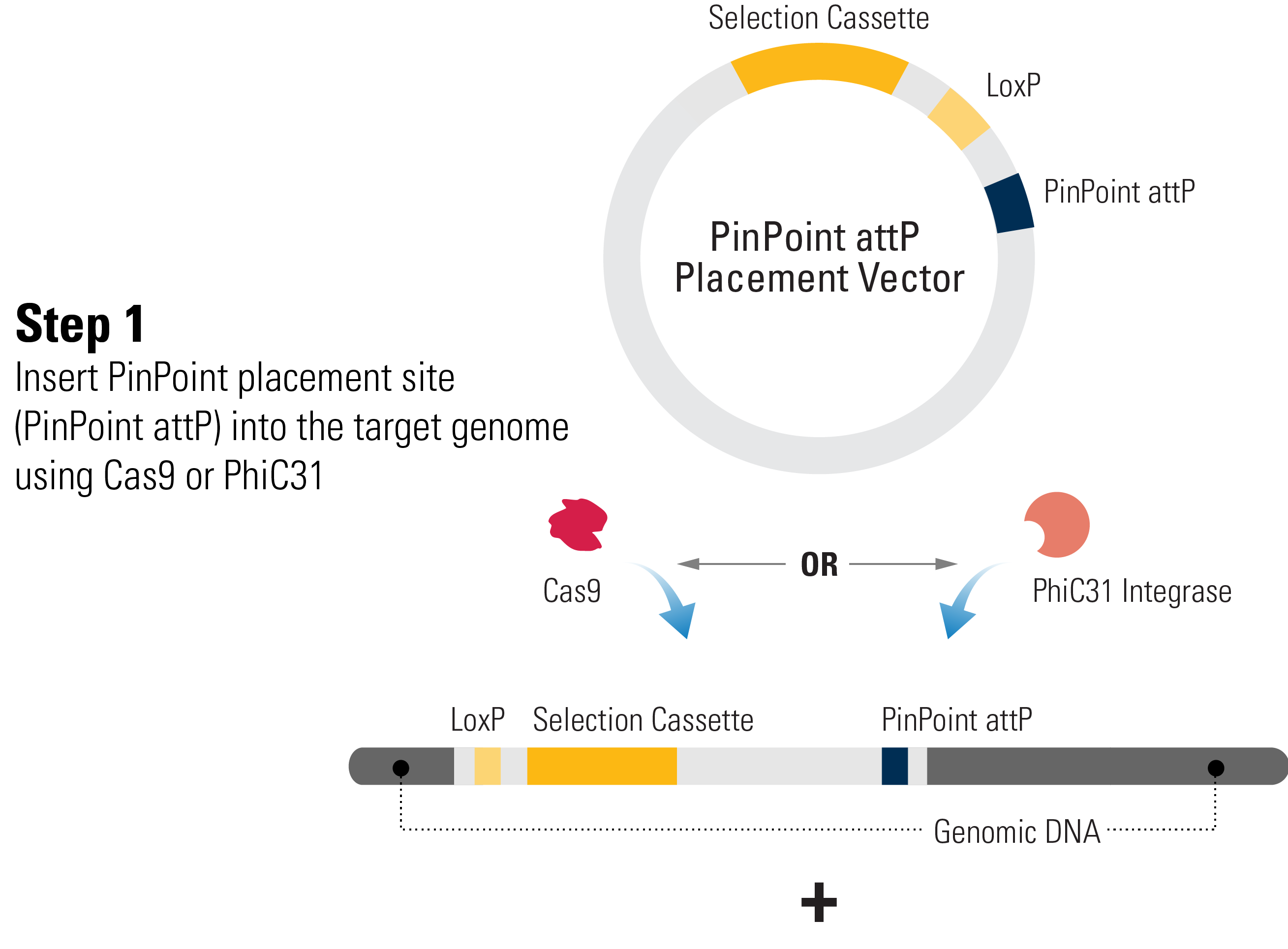 ゲノムの標的部位へ PinPoint Site を導入する
