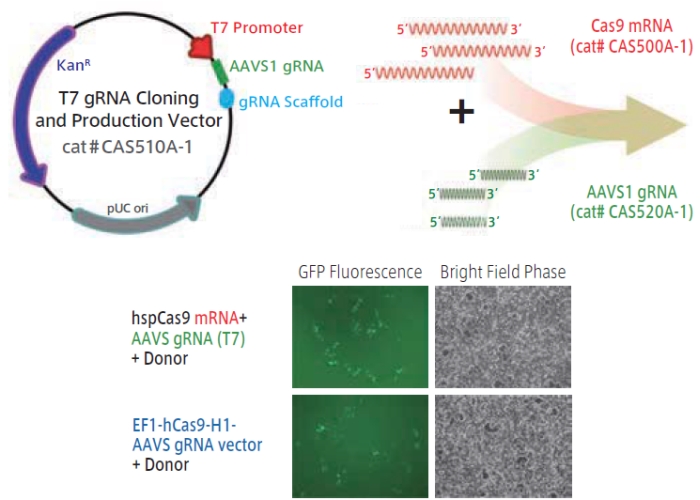 [CRISPR-Cas9] RNAを細胞に導入するCas9-CRISPRシステム PrecisionX Cas9 SmartNuclease RNA System使用例1