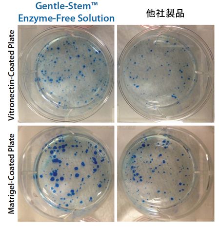 酵素フリーの細胞剥離溶液 Gentle-Stem Enzyme-Free Human ESC / iPSC Dissociation Solution