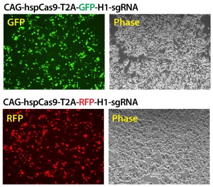 HEK293T細胞にCAG-hspCas9ベクターをトランスフェクションした例