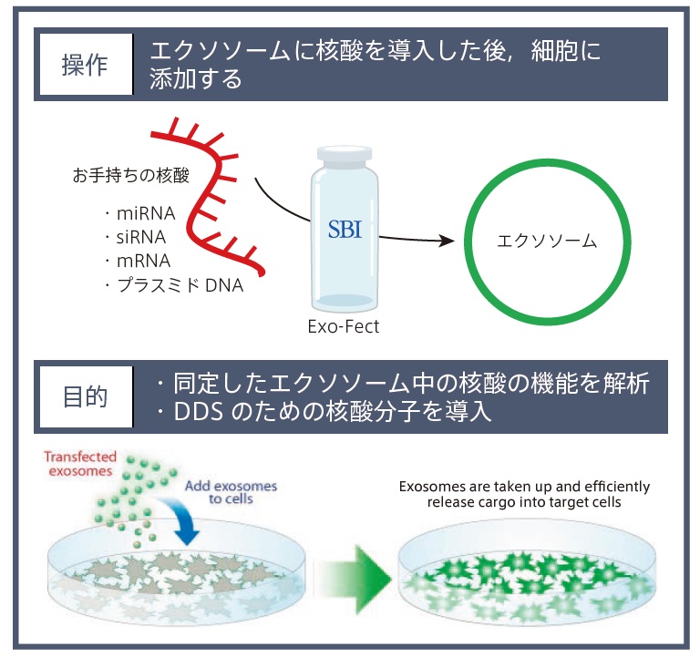 Exo-Fect Exosome Transfection Reagentの操作と目的イメージ